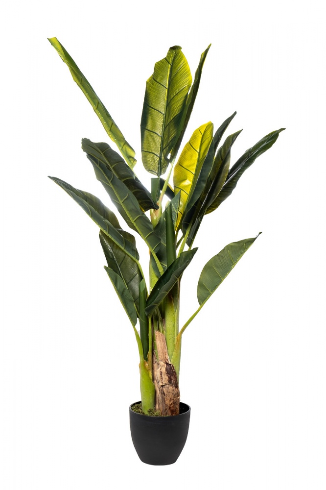 Банановый куст в горшке h120см 29BJ-803-18