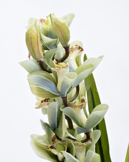 ОРХИДЕЯ CYMBIDIUM ИСКУССТВЕННАЯ ЦВЕТ ЛАЙМ В ГОРШКЕ 29BJ-911-33